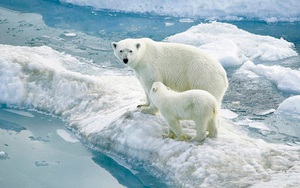 Băng Bắc Cực tan chảy không ngừng, 1.200 con gấu có nguy cơ biến mất vĩnh viễn