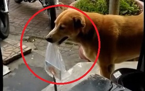 Chú chó tên Nô giúp người chủ nghèo bán 300 tờ vé số mỗi ngày ở Cà Mau
