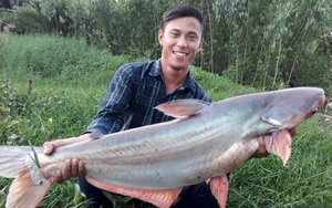 Một cần thủ Sài Gòn câu được cá basa “khủng” 13,2kg