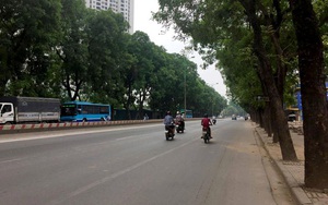 Di dời 1.300 cây xanh ở đường Phạm Văn Đồng mới chỉ là phương án đề xuất của chủ đầu tư