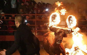 Số phận đau thương những chú bò trong lễ hội Tây Ban Nha: Sừng bị thiêu rụi, quằn quại trong lửa