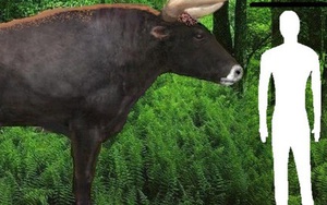 Các nhà khoa học đang cố gắng hồi sinh loài bò cổ đại khổng lồ, cao hơn 2 mét nặng cả tấn