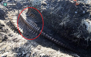 Phát hiện bộ xương không đầu của quái vật biển bí ẩn ở Nga