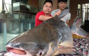 Cá khủng nặng 140kg đánh bắt ở Campuchia được mua về Hà Nội
