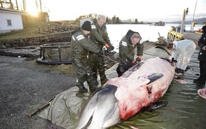 Phát hiện dị vật bất ngờ trong bụng con cá voi 2 tấn bị mắc cạn
