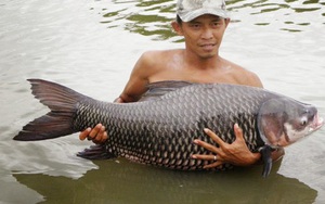 Vì sao loài cá hô quý hiếm bị đề nghị loại khỏi sách đỏ Việt Nam?