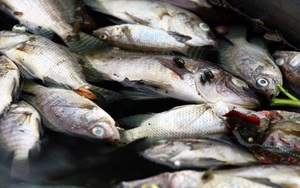 Cá lại chết nhiều bất thường ở hồ Hoàng Cầu