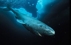 Tiết lộ bí ẩn "trường thọ" của loài cá mập 400 tuổi ở Greenland