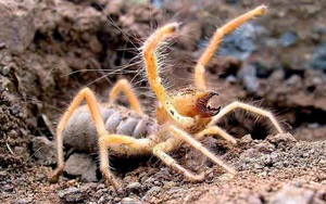 Có thể giết người chỉ bằng 1 cú cắn: Đây là sinh vật có hình dáng lai nhện và bọ cạp