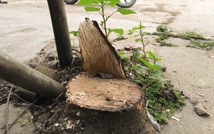 Lãnh đạo Hoài Đức: Chặt cây 'dẹp vỉa hè' không vì mục đích cá nhân