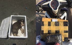 Tranh cãi bức ảnh chú chó nhỏ chết trong thùng xốp được gửi xe khách từ Nam ra Bắc