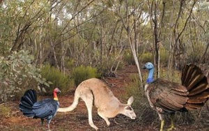 Tìm thấy loài gà to bằng Kangaroo, sống "ẩn dật" gần 2 triệu năm trước