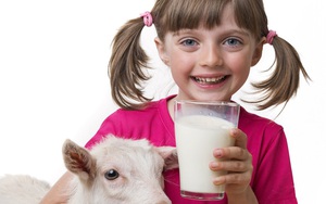 7 lý do khiến nhiều người Ân Độ thích uống sữa dê