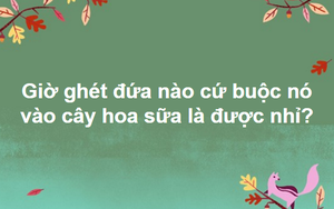 Đừng tưởng bạn đã biết: Hoa sữa được "đối xử" như thế nào trên thế giới?