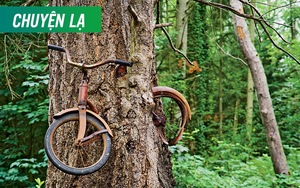 Chiếc xe đạp bị "nuốt chửng" giữa thân cây ở Washington