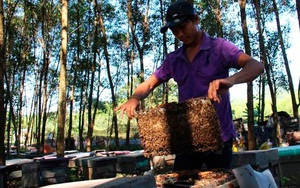 Đóng phí tiền triệu để được nuôi ong: Xã bảo tự nguyện, dân tố bị bắt buộc
