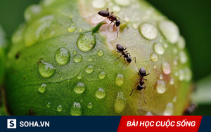 Cứu 1 con kiến trên sông và mơ giấc mơ lạ , 10 năm sau, người đàn ông bất ngờ được trả ơn