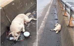 Chú chó bị đâm trên phố Hà Nội: Lòng thương và lời đề nghị thẳng thắn tới lạnh người