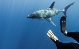Đây là cách 1 người đối xử với loài cá mập sau khi bị chính chúng... cắn đứt chân