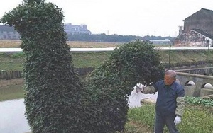 Bụi cây hình gà được trả giá 300 triệu vẫn không bán