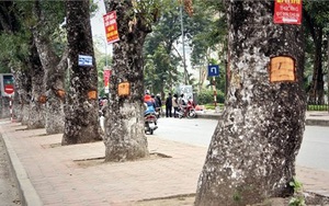 Hà Nội: Loạt cây xà cừ bị đục khoét trên đường Láng