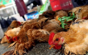Chủng virus cúm gia cầm H7N9 đang có sự biến đổi nguy hiểm hơn, người hay ăn thịt gà cần lưu ý những gì?