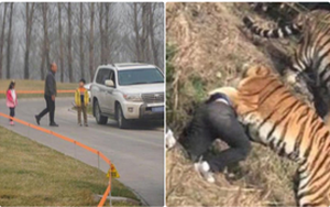 Trung Quốc: Cả gia đình hồn nhiên tản bộ giữa khu vực công viên từng có hổ vồ chết người