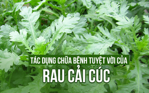 Đây là lý do vì sao cải cúc được gọi là "Rau Hoàng đế"