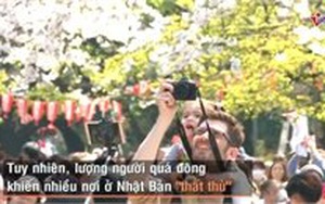 Nhật Bản "thất thủ" mùa hoa anh đào