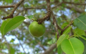 Loài cây có quả chín mọng, ngọt ngào nhưng nguy hiểm bậc nhất hành tinh