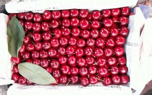 Sự thật cherry Trung Quốc 90.000 đồng/kg