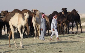 Saudi Arabia tung đòn mới vào Qatar: "Trục xuất" lạc đà và cừu