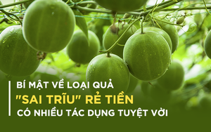 Bí mật về một loại trà "vỉa hè" rẻ tiền có rất nhiều công dụng tuyệt vời cho sức khỏe