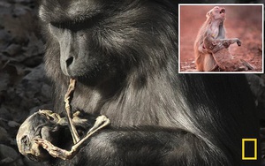 Khoa học giải mã hành vi kỳ lạ "chưa từng thấy": Khỉ mẹ ăn xác con non gây tranh cãi