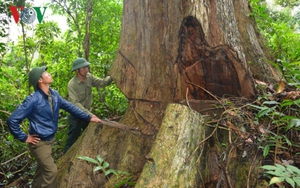 Lâm tặc chém cán bộ bảo vệ rừng khi không xin được gỗ