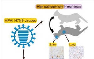Nóng: Phát hiện virút cúm A(H7N9) độc lực cao có thể lây truyền và gây chết ở động vật