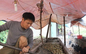 Kéo nhau đi thu mua cau non bán cho thương lái Trung Quốc