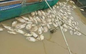 Đắk Nông: Hơn 200 tấn cá chết nghi do “sốc nước” sau bão 12