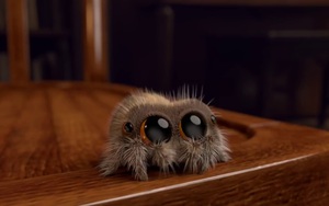 Chú nhện Lucas này sẽ là liều thuốc trị chứng sợ nhện cho bạn
