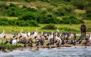 Đến Uganda khám phá động vật hoang dã hấp dẫn nhất thế giới