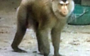 Khỉ lạ xuất hiện hù họa phụ nữ, trẻ em ở Tiền Giang