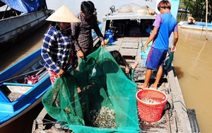 Những hình ảnh 'săn' cá linh mùa lũ đẹp miền Tây, kiếm tiền triệu/ngày