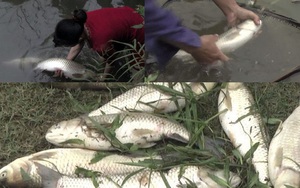 Vỡ đập chứa bùn thải quặng, cá chết hàng loạt