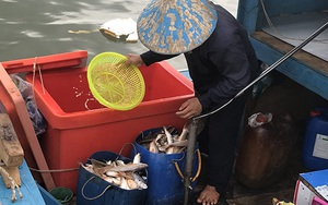 Nước mắt phu biển