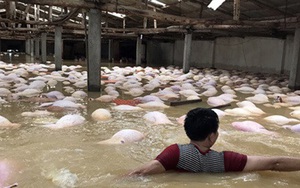 Gần 4.000 con lợn chết trong nước lũ: "Chúng tôi chỉ kịp dùng thuyền cứu được hơn 100 con"