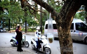 Trả vỉa hè, dân treo hàng lơ lửng cành cây kiếm sống