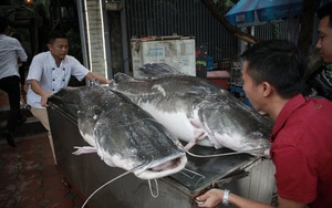 Cặp cá lăng khổng lồ nặng 300kg 'bơi' từ Campuchia về Hà Nội