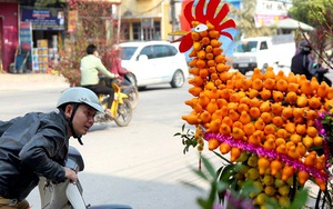 Dân mê cây ngất ngây với chậu cảnh gà làm từ cà độc dược