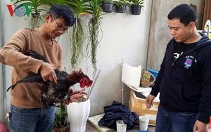 Gặp triệu phú nuôi gà Đông Tảo trên đất Gia Lai