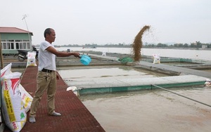 Thành tỷ phú nhờ nuôi loại cá... lắm thị phi